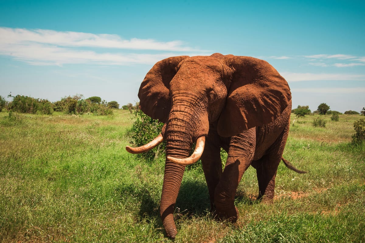 Tsavo West — 3-Day Land Cruiser Safari