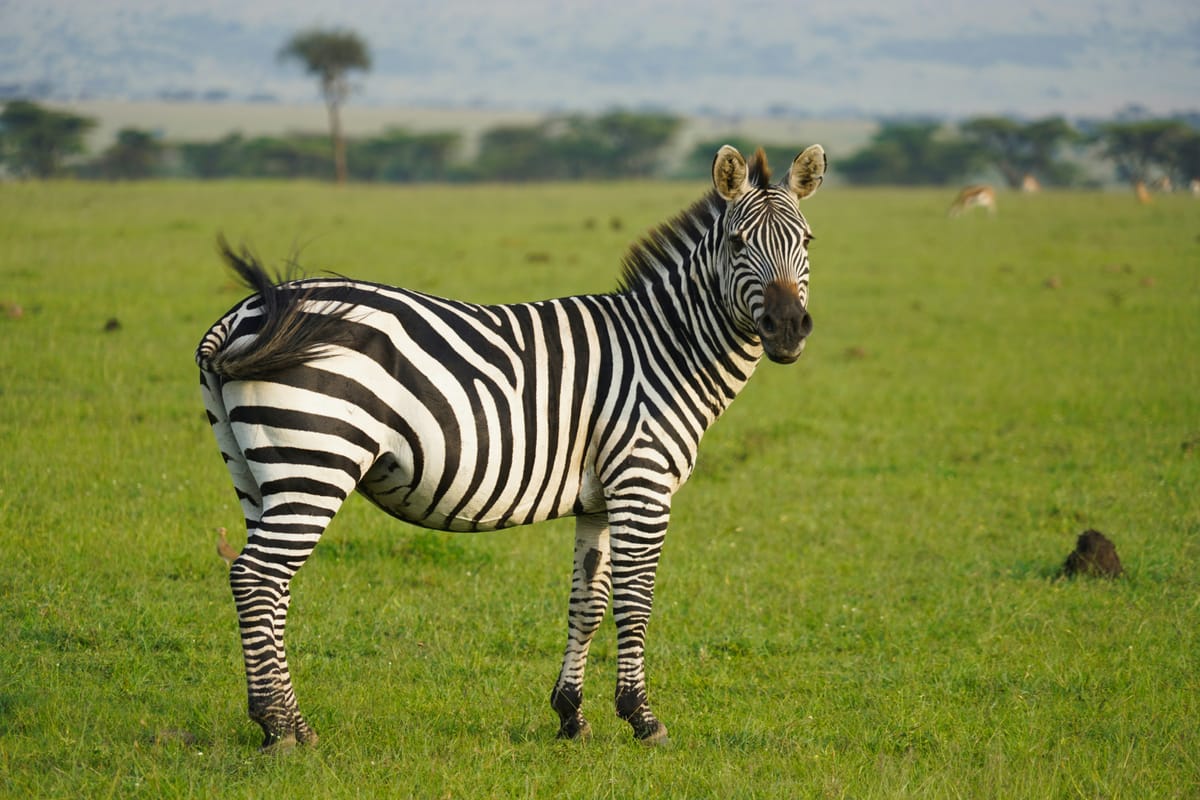 Lake Baringo