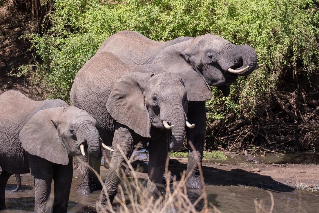 Meru National Park