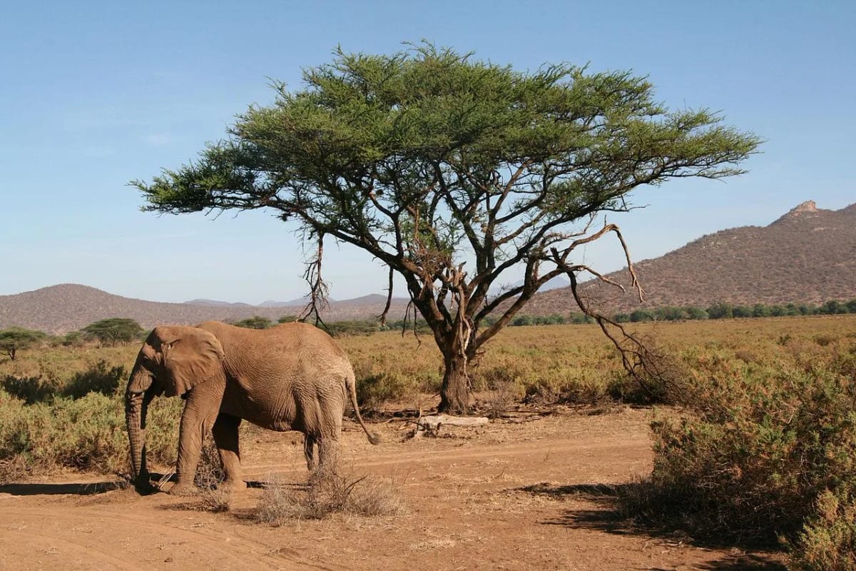 Samburu — 3-Day Land Cruiser Safari