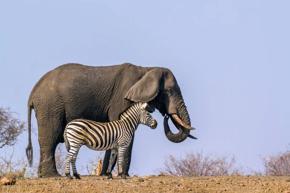 Ol Pejeta — 3-Day Land Cruiser Safari