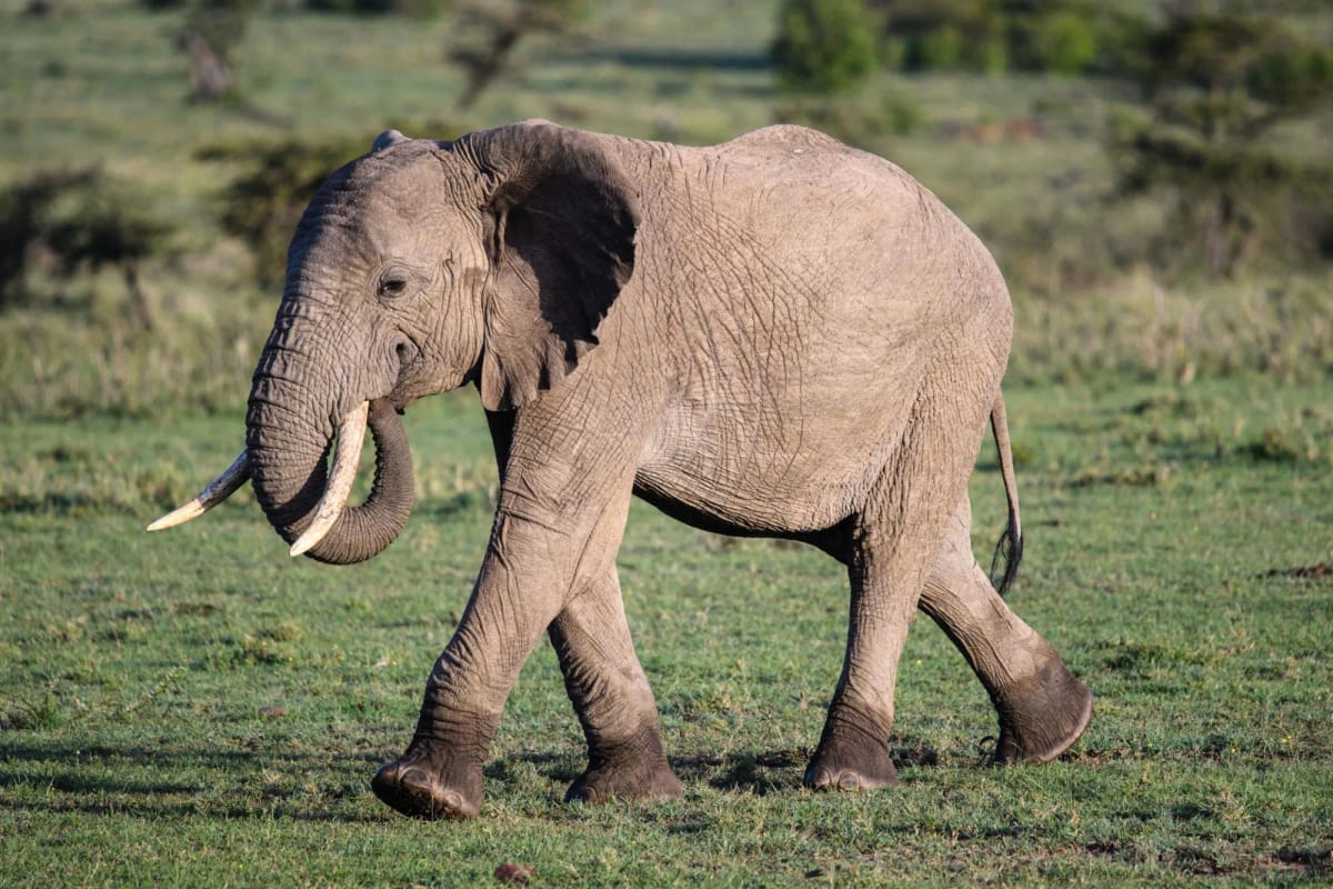 Naboisho — 3-Day Land Cruiser Safari