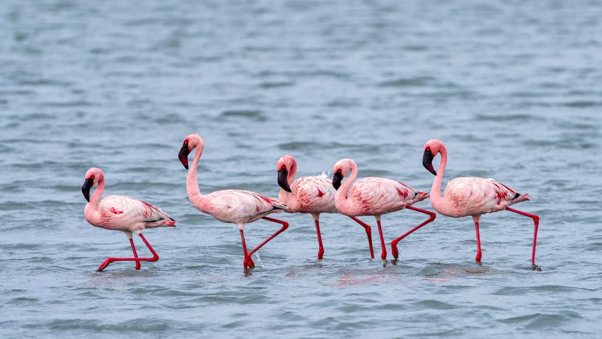 Lake Elementaita — 3-Day Land Cruiser Safari