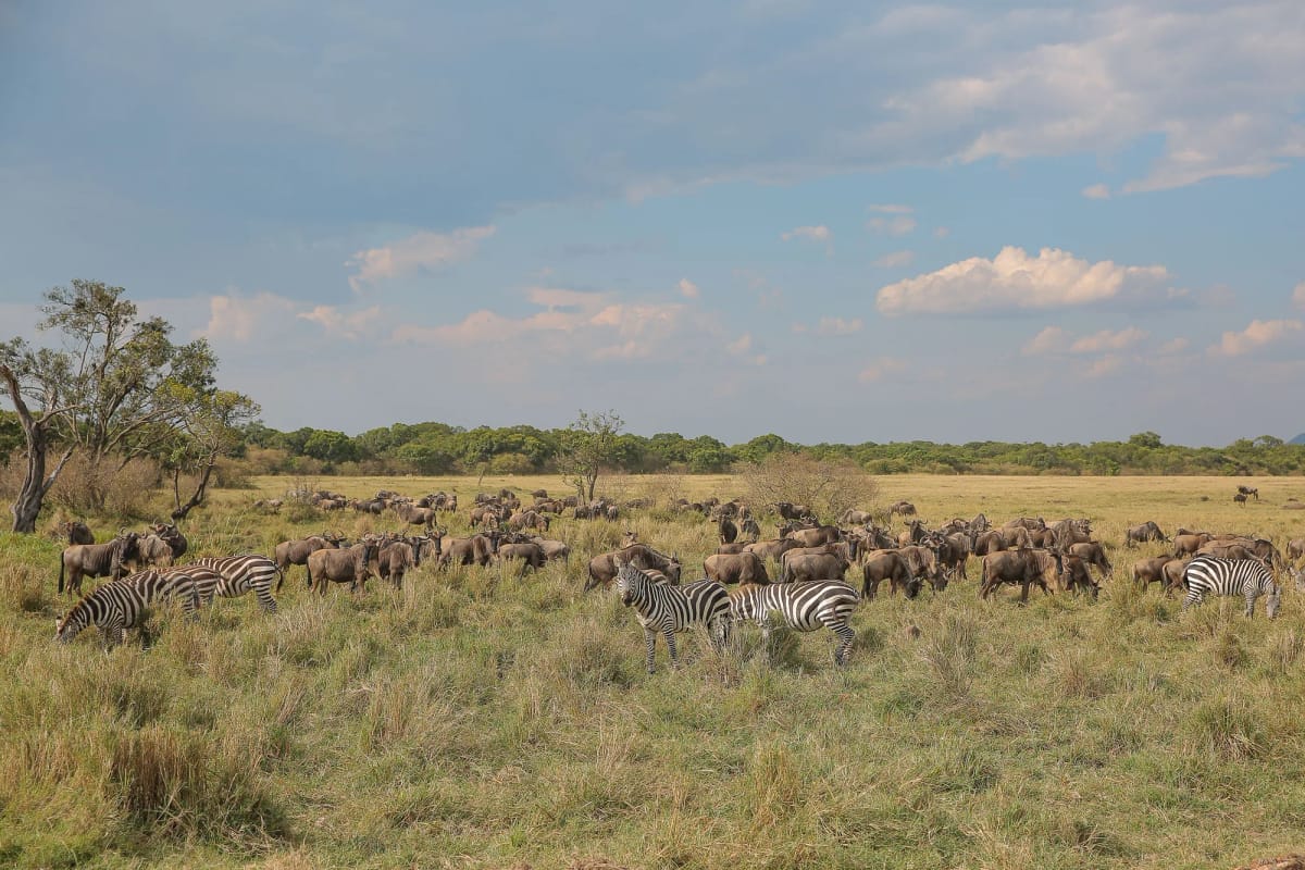 Olare Motorogi — 3-Day Land Cruiser Safari