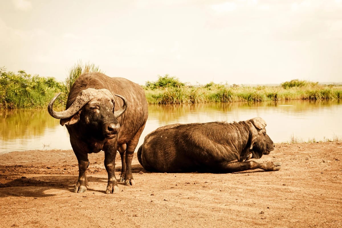 Buffalo Springs — 3-Day Land Cruiser Safari