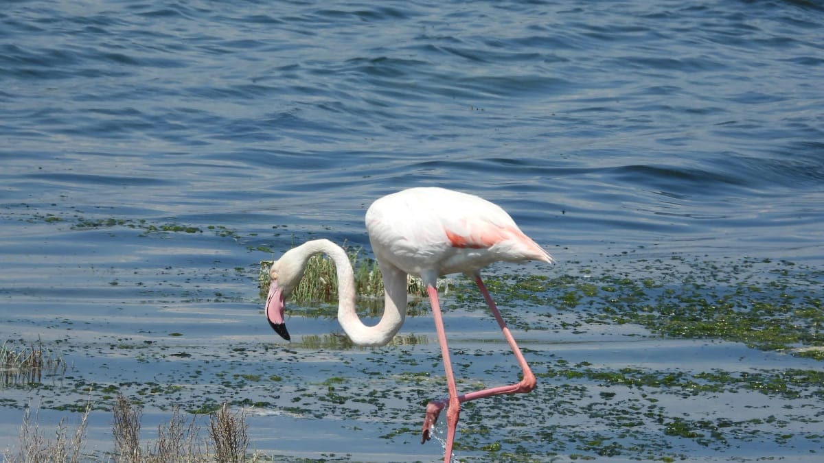 Lake Bogoria — 3-Day Land Cruiser Safari